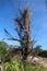 TREE DYING IN THE GARBAGE