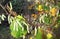 A tree in early autumn near yellowing leaves