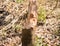 Tree eaten by beaver