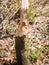 Tree eaten by beaver