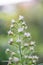 Tree Echium, Echium pininana, close-up white flowers
