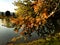 tree on the edge of the lake expresses the richness of autumn