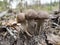 Tree edible mushrooms Leccinum scabrum or rough-stemmed bolete or birch bolete grow in the forest.