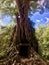 Tree engulfing an old tomb