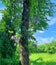 Tree entwined with wisteria, flowering wisteria entwining a tree trunk, purple wisteria, fresh green, blue sky with clouds