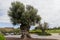 The tree of eternity: The olive, known by the botanical name Olea europaea