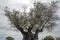 The tree of eternity: The olive, known by the botanical name Olea europaea