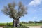 The tree of eternity: The olive, known by the botanical name Olea europaea