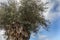 The tree of eternity: The olive, known by the botanical name Olea europaea, meaning `European olive`