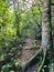 Tree with exposed roots in the middle of a lush, green forest.