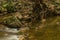 Tree with exposed roots on shore of mountain stream