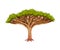 Tree with Exuberant Green Foliage and Trunk Vector Illustration