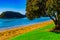 Tree Facing Sea in the Bay of Islands Paihia, New Zealand