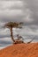 Tree facing the stormy clouds in Bryce canyon