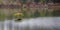 Tree at Fairy Lake, Port Renfrew, BC, Vancouver Island, BC