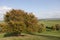 Tree in Fall colours in Somerset England