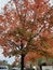 Tree Fall Outdoorsy leaves photograph Kentucky