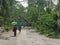 Tree fallen after amphan cyclone wb india