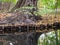 Tree, Fallen Leaves And Reflection of The Tree At The Lakeside In Autumn