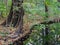 Tree, Fallen Leaves And Reflections of Trees At The Lakeside In Autumn