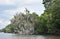 Tree Fallen into the River Bayou in Louisiana