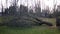 A tree falling after a contractor uses a chainsaw on it