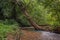 The tree falls into the canal.