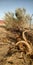 Tree falls due to heavy storms in desert