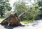 Tree falls on a house during a windy storm on Long Island