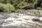 Tree Falls in the Yarra Valley Parklands, Templestowe VIC 3106, Australia