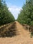 Tree Farm 1