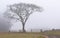 The tree at the farm gate and the Fog