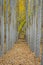 Tree farm view down a row of trees in fall