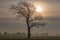 A tree in farmland in Sussex, on a misty winter\\\'s morning