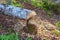 Tree felled by beaver