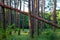 A tree felled from a strong hurricane, the wind broke a pine in the forest