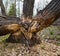 Tree felling a beavers work