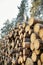 Tree felling. Deforestation. Logging Ñoniferous trees. Stacked logs in the forest