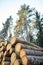 Tree felling. Deforestation. Timber harvesting in coniferous forest. Stacked logs