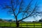 Tree, fence, vineyards,green fields, and blue sky