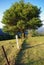 Tree on Fenceline at Obi Obi Lookout