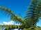 Tree fern, against blue sky.