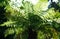 Tree Fern - backlit