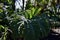 The Tree Fern Dell Golden Gate Park, 6.