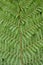 Tree fern detail