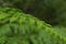Tree fern diagonal background