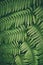 Tree fern evergreen branches vertical green pattern background