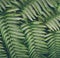 Tree fern evergreen branches vertical green pattern background