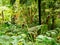 Tree fern in exotic garden Parque Terra Nostra in the town of Furnas on the island of Sao Miguel in the Azores