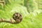 Tree Fern Fiddlehead